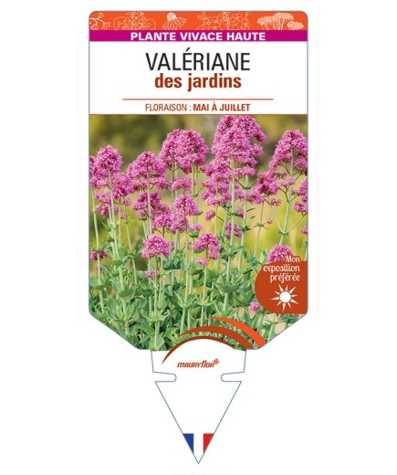 CENTRANTHUS ruber (rose)  voir Valériane des jardins