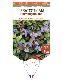 CERATOSTIGMA Plumbaginoides