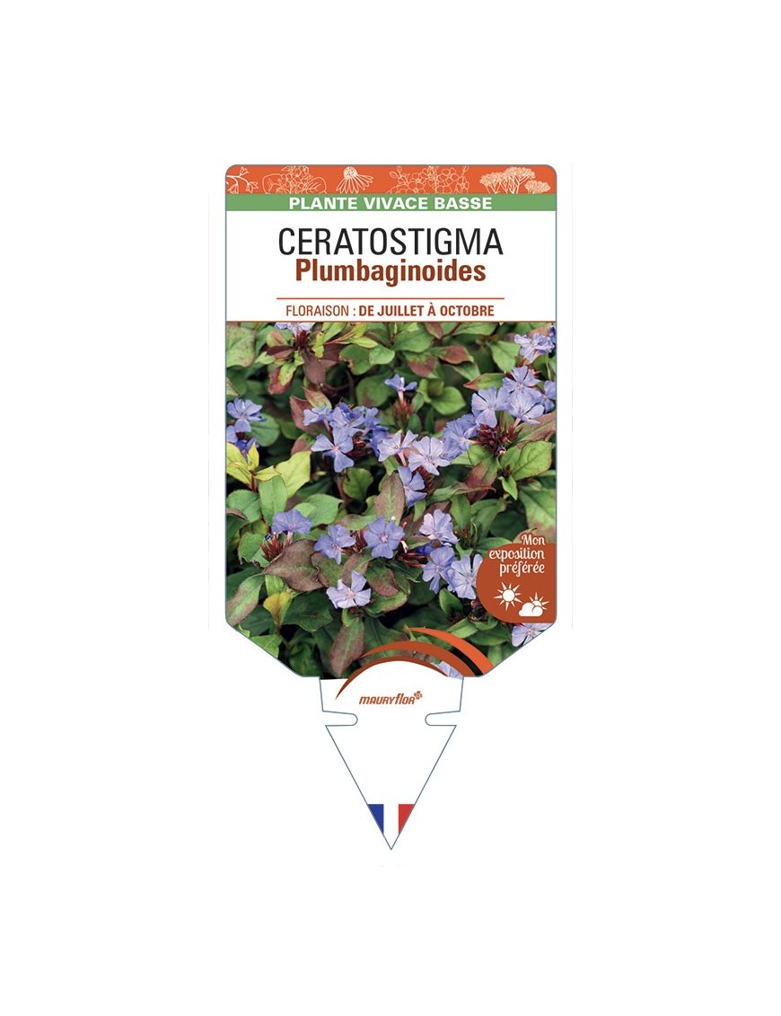 CERATOSTIGMA Plumbaginoides