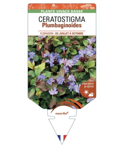 CERATOSTIGMA Plumbaginoides