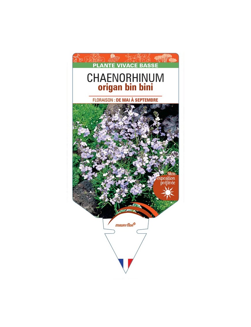 CHAENORHINUM origan Bin bini