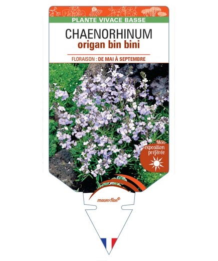 CHAENORHINUM origan Bin bini