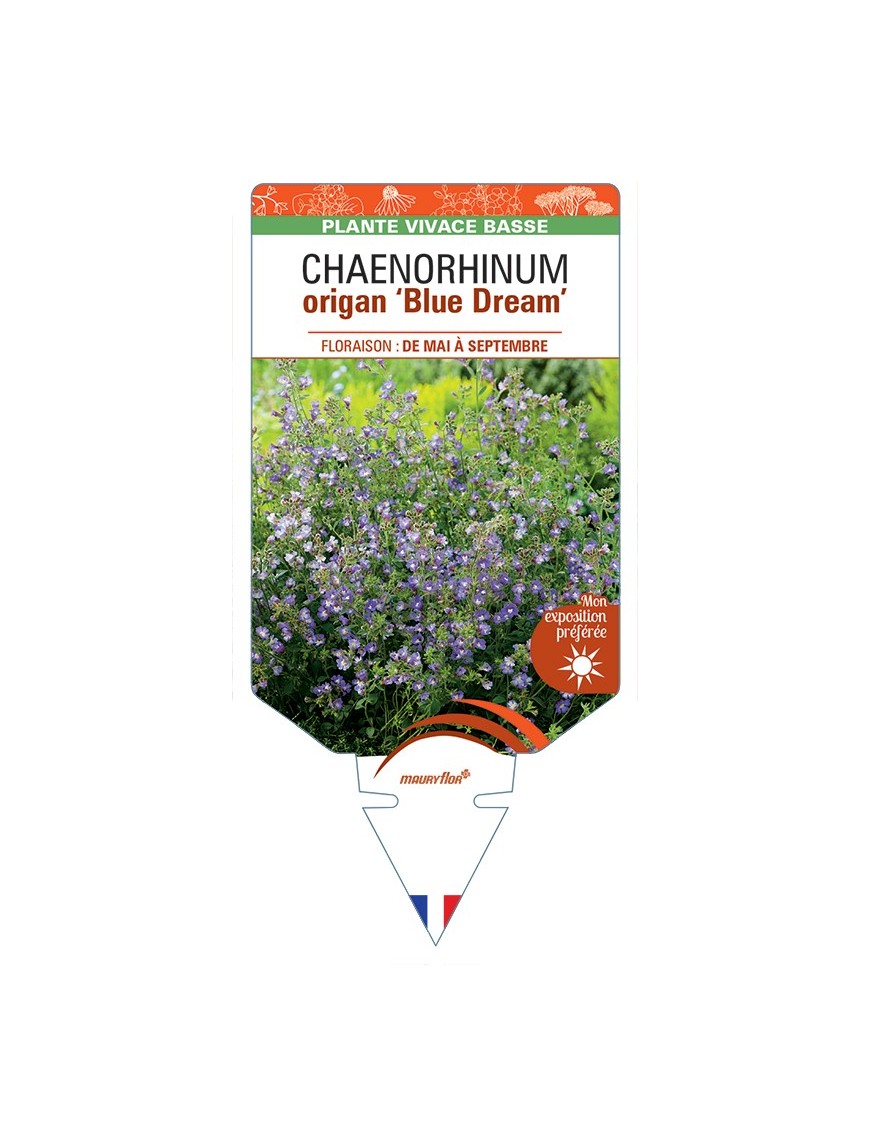 CHAENORHINUM origan Blue Dream