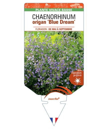 CHAENORHINUM origan Blue Dream
