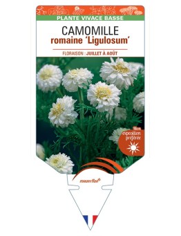 CHAMAEMELUM Chaenorhinum nobile Ligulosum voir Camomille romaine