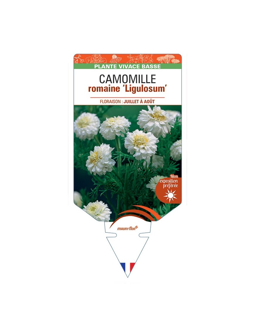 CHAMAEMELUM Chaenorhinum nobile Ligulosum voir Camomille romaine