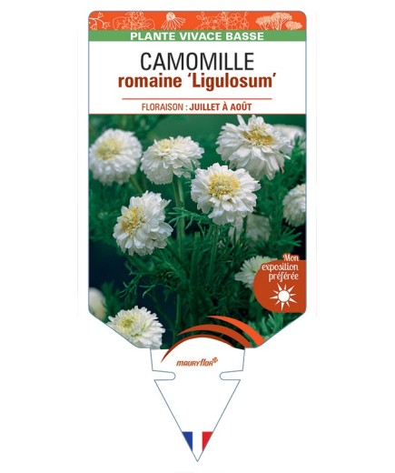 CHAMAEMELUM Chaenorhinum nobile Ligulosum voir Camomille romaine