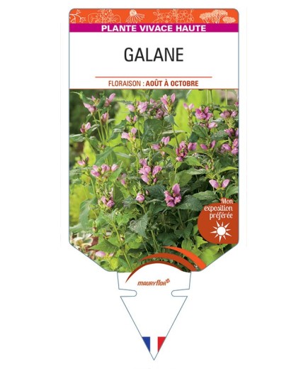 CHELONE OBLIQUA voir Galane (rose)