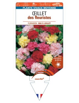 DIANTHUS caryophyllus voir ŒILLET DES FLEURISTES (varié)