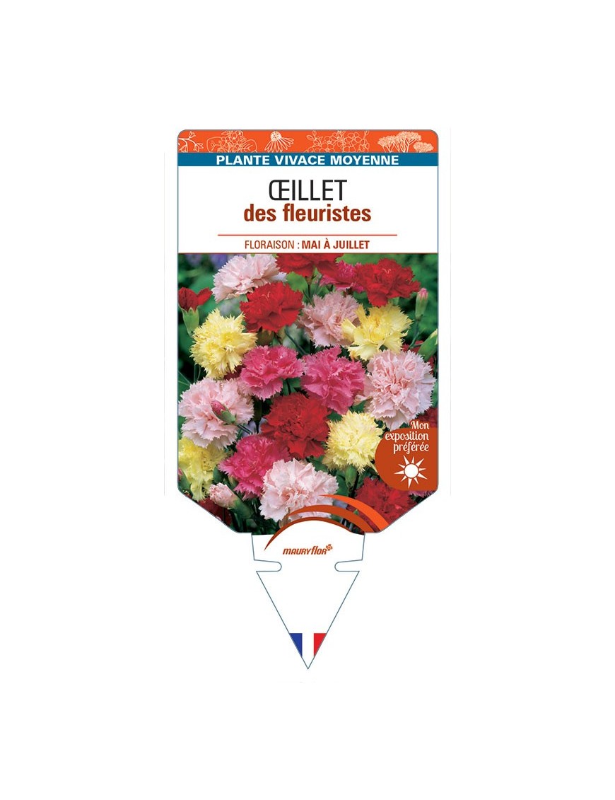 DIANTHUS caryophyllus voir ŒILLET DES FLEURISTES (varié)