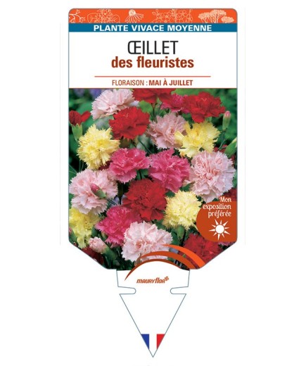 DIANTHUS caryophyllus voir ŒILLET DES FLEURISTES (varié)