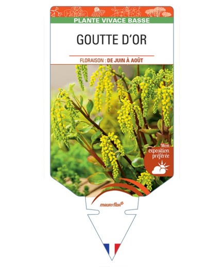 CHIASTOPHYLLUM opposotifolium voir Goutte d'Or