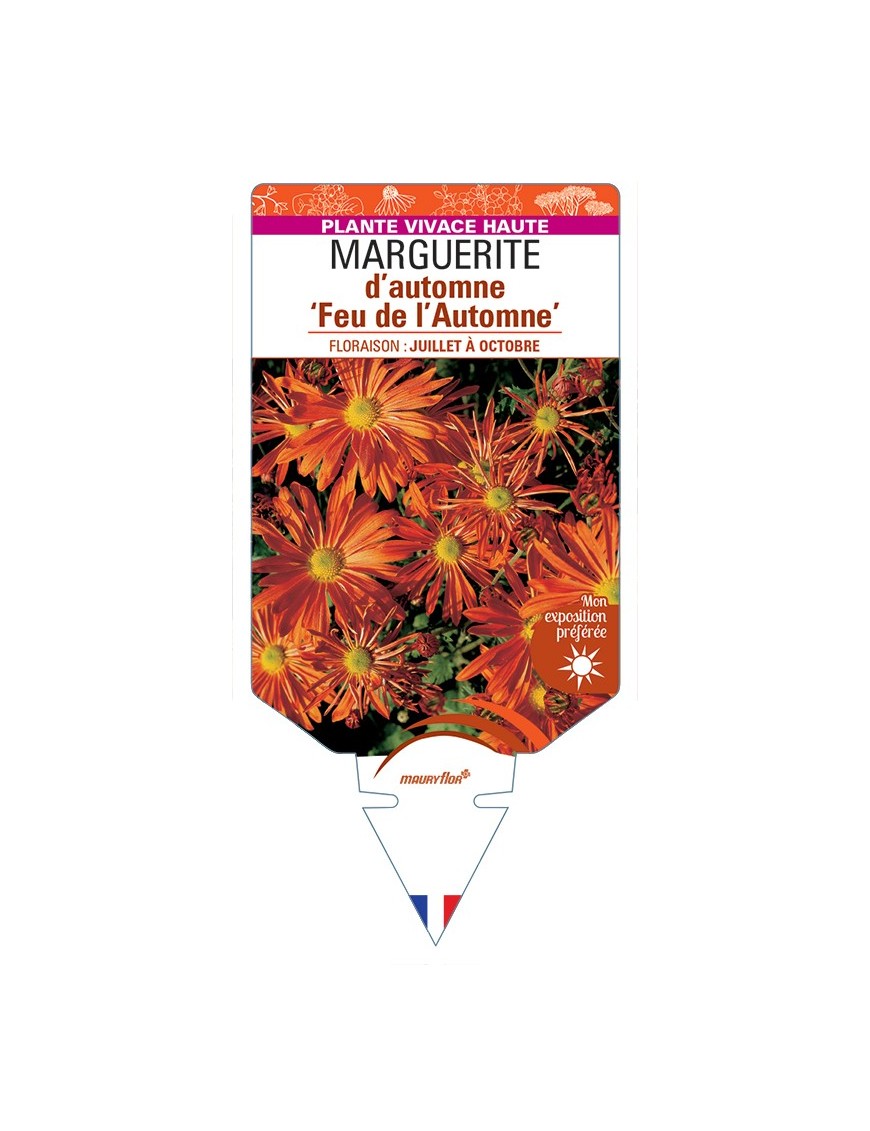 CHRYSANTHEMUM Feu de l'Automne voir Marguerite d’automne