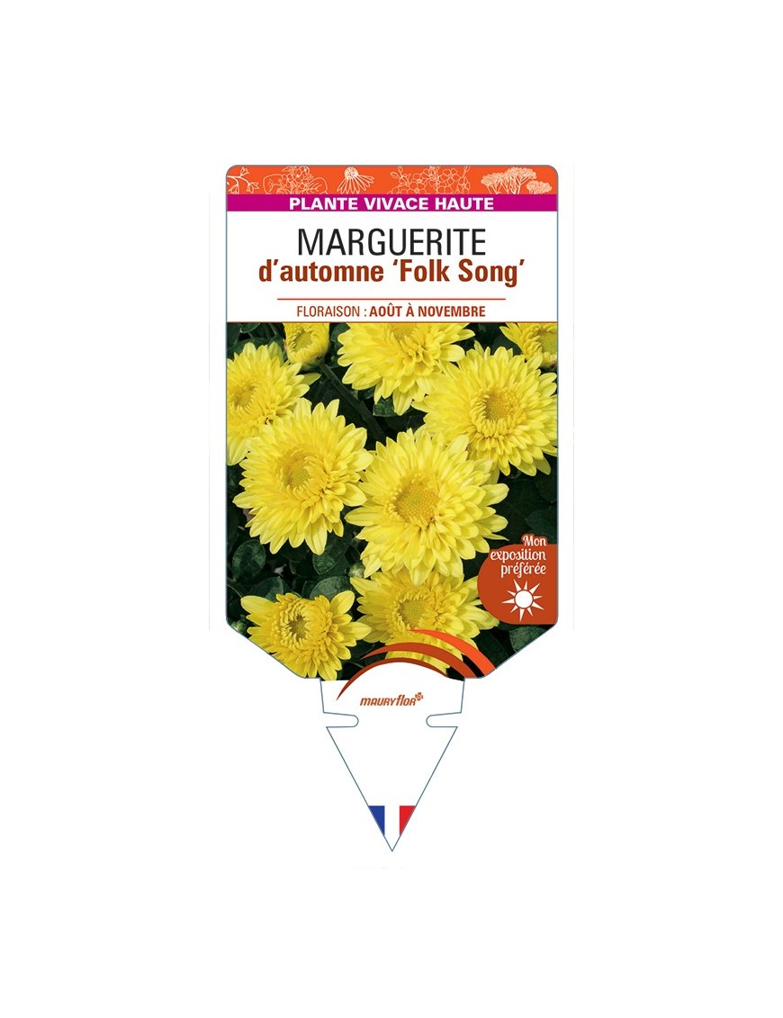 CHRYSANTHEMUM Folk Song voir Marguerite d’automne