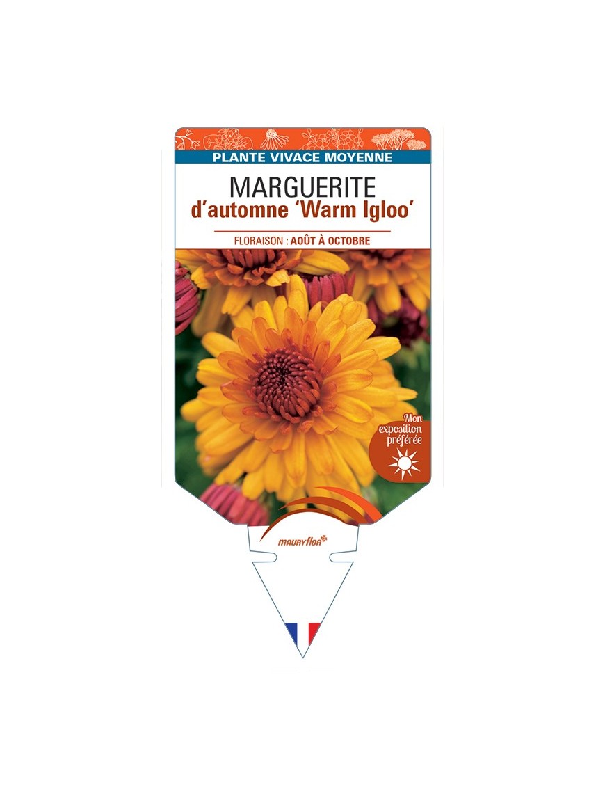 CHRYSANTHEMUM IGLOO WARM IGLOO Warm Yoigloo voir Marguerite d’automne