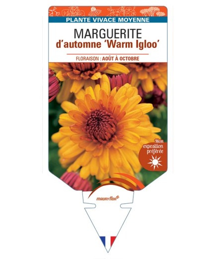 CHRYSANTHEMUM IGLOO WARM IGLOO Warm Yoigloo voir Marguerite d’automne
