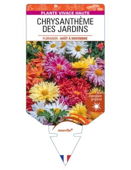 CHRYSANTHEMUM INDICUM voir Chrysanthème des jardins (varié)
