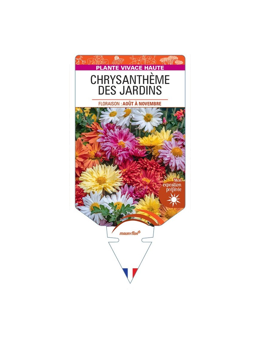 CHRYSANTHEMUM INDICUM voir Chrysanthème des jardins (varié)