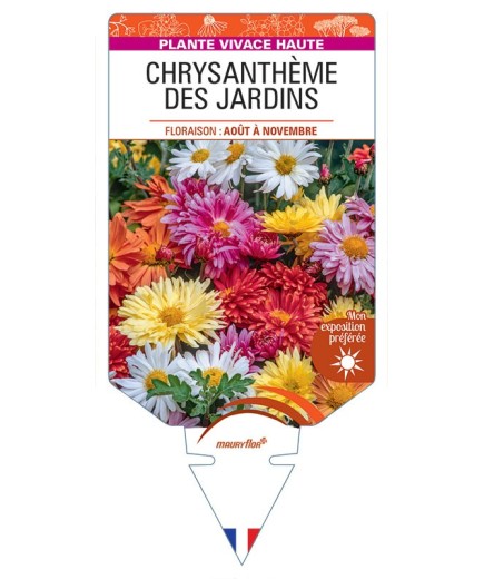 CHRYSANTHEMUM INDICUM voir Chrysanthème des jardins (varié)