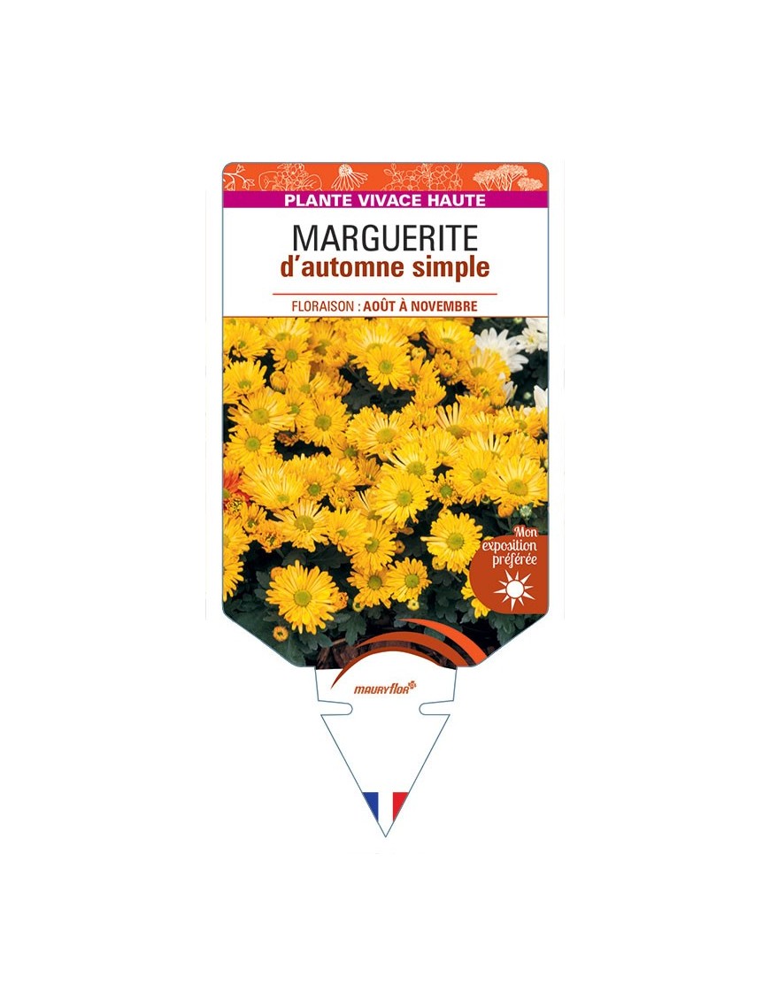 CHRYSANTHEMUM RUBELLUM voir Marguerite d’automne simple (jaune)