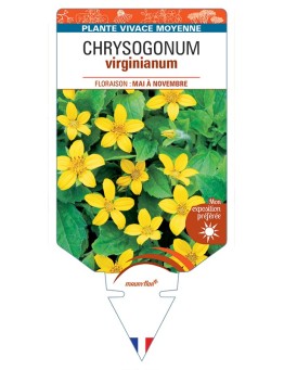 CHRYSOGONUM virginianum