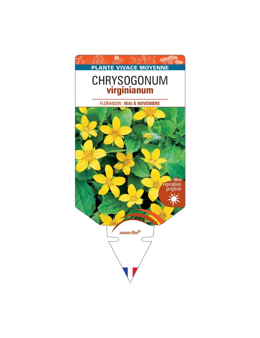 CHRYSOGONUM virginianum