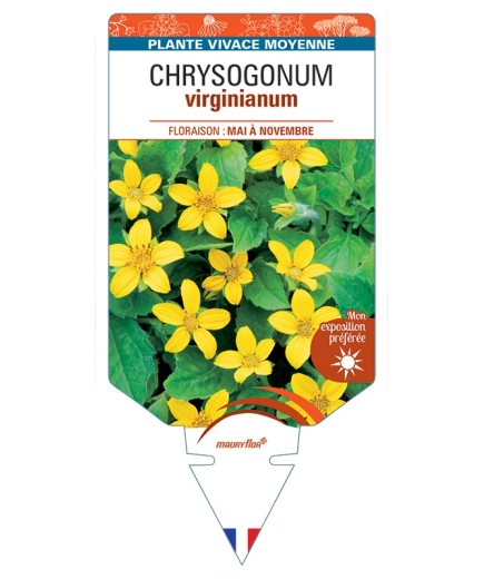 CHRYSOGONUM virginianum
