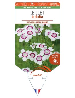 DIANTHUS deltoides voir ŒILLET A DELTA  (blanc et rose)