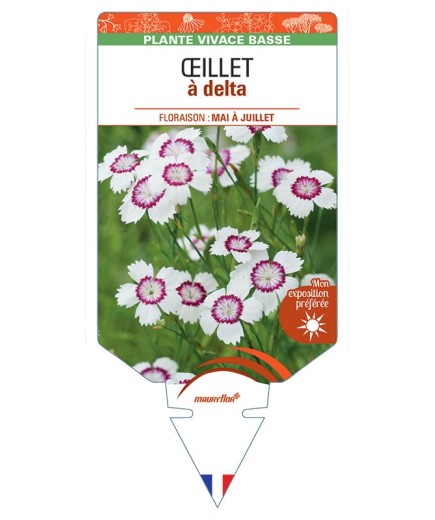 DIANTHUS deltoides voir ŒILLET A DELTA  (blanc et rose)