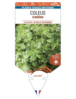 COLEUS canina