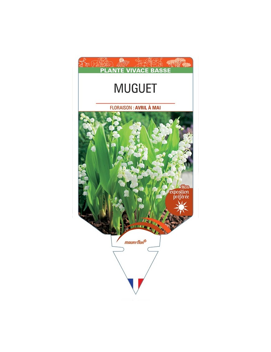 CONVALLARIA majalis voir Muguet