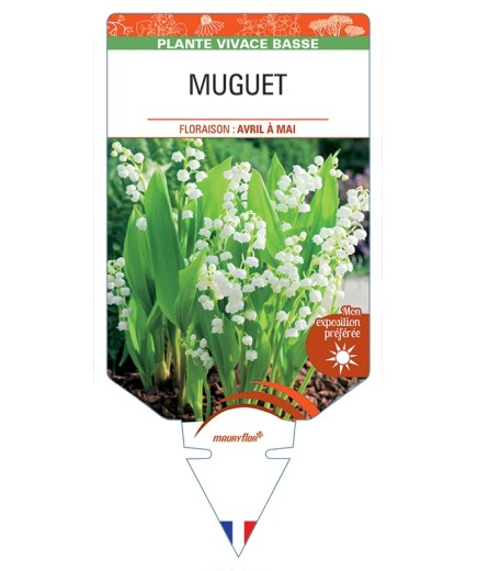 CONVALLARIA majalis voir Muguet