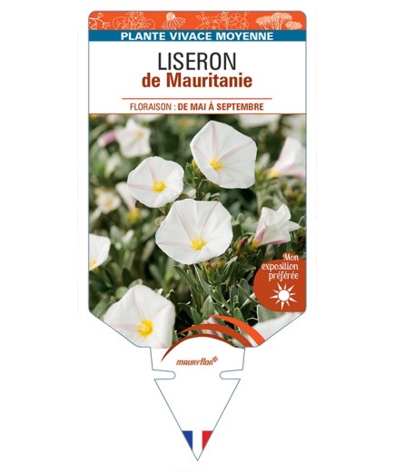 CONVOLVULUS cneorum voir Liseron de Mauritanie
