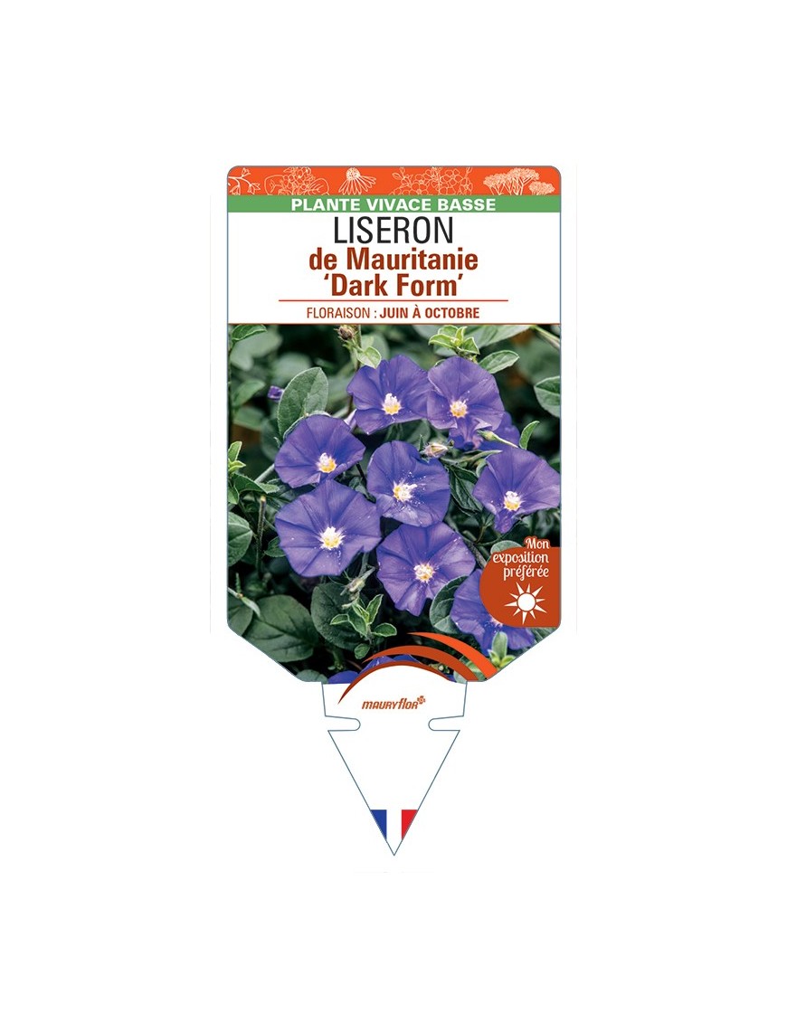 CONVOLVULUS sabatius Dark Form voir Liseron de Mauritanie