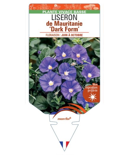 CONVOLVULUS sabatius Dark Form voir Liseron de Mauritanie