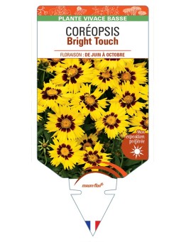 COREOPSIS (grandiflora) Bright Touch