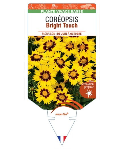COREOPSIS (grandiflora) Bright Touch