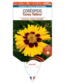 COREOPSIS (grandiflora) Corey Yellow