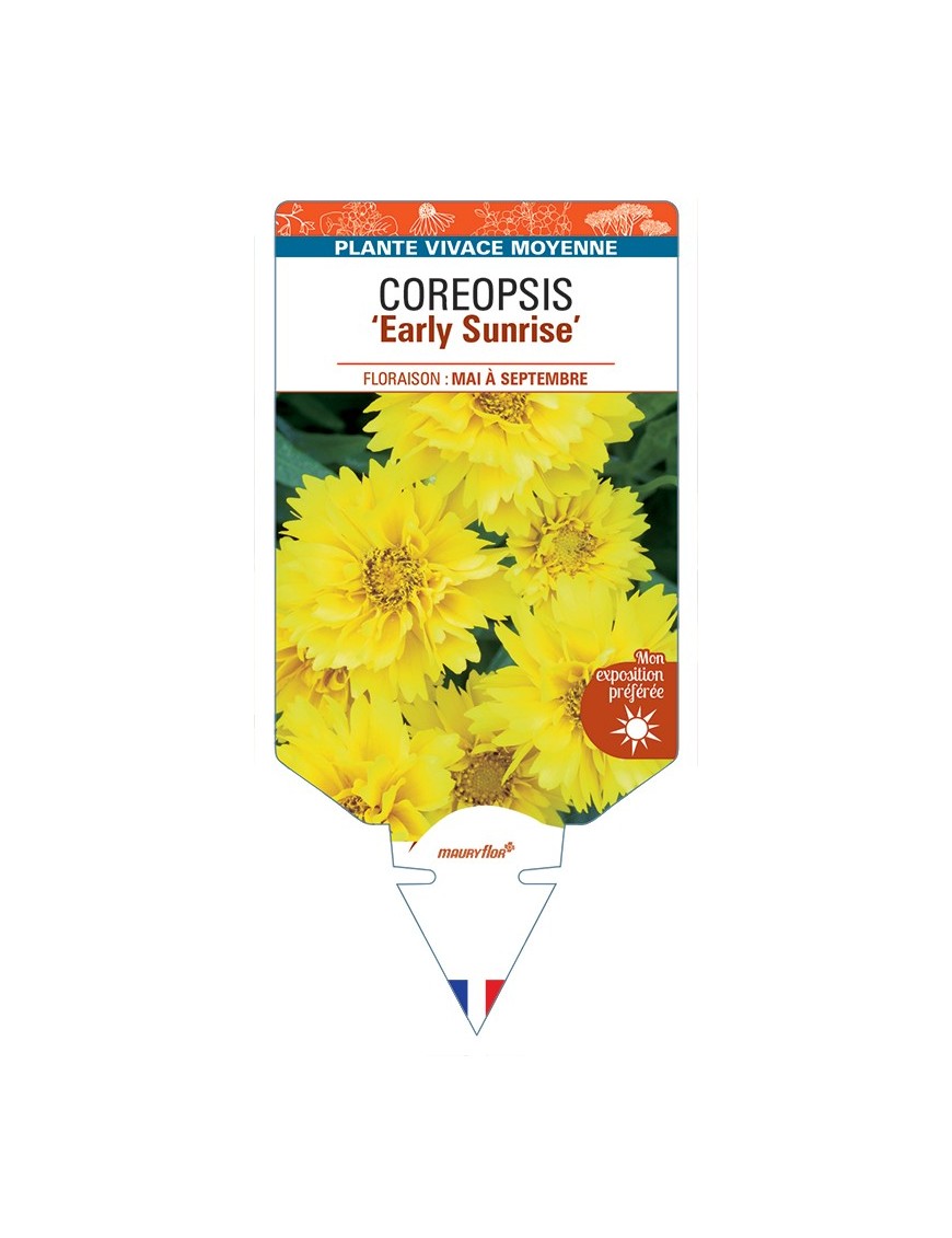 COREOPSIS (grandiflora) Early Sunrise