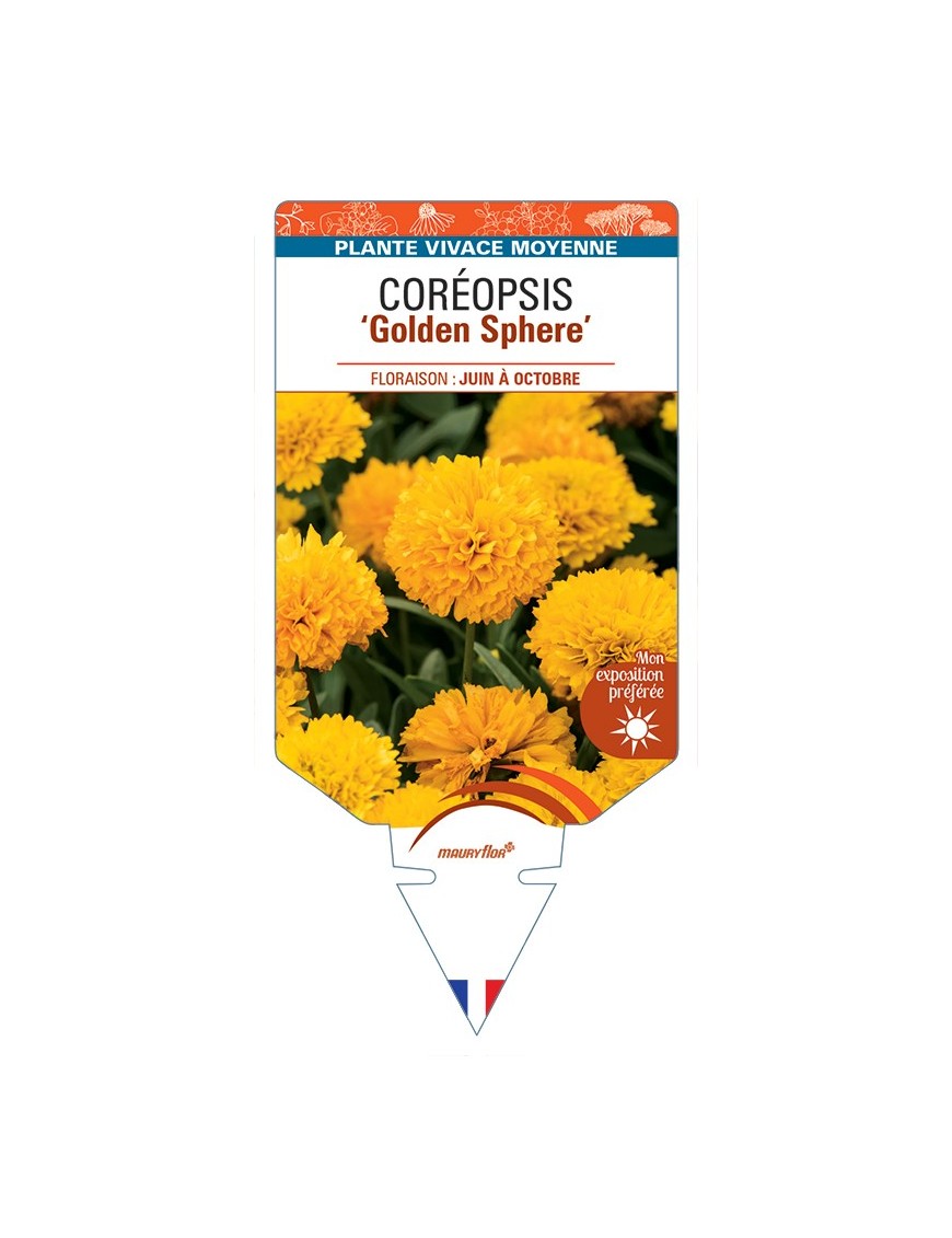 COREOPSIS (grandiflora) Golden Sphere