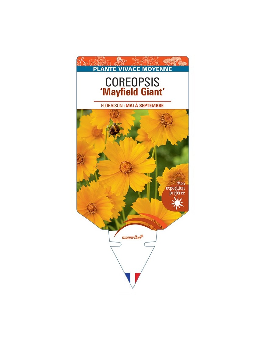 COREOPSIS (grandiflora) Mayfield Giant