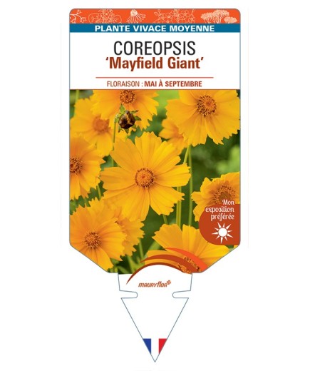COREOPSIS (grandiflora) Mayfield Giant