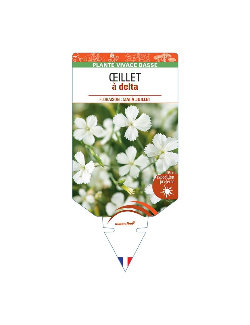 DIANTHUS deltoides voir ŒILLET A DELTA (blanc) *
