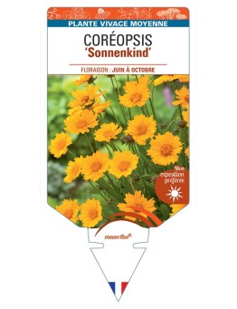 COREOPSIS (grandiflora) SONNENKIND