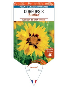 COREOPSIS (grandiflora) Sunfire