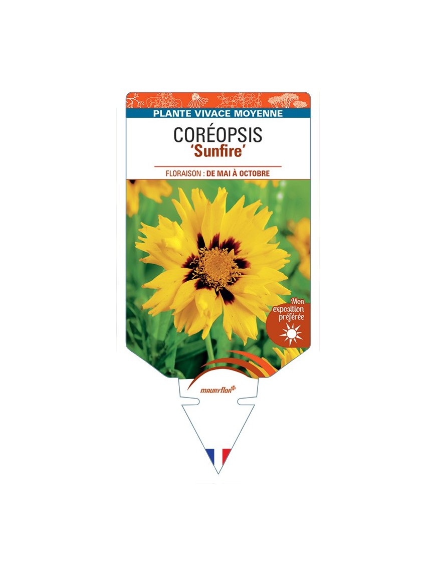 COREOPSIS (grandiflora) Sunfire