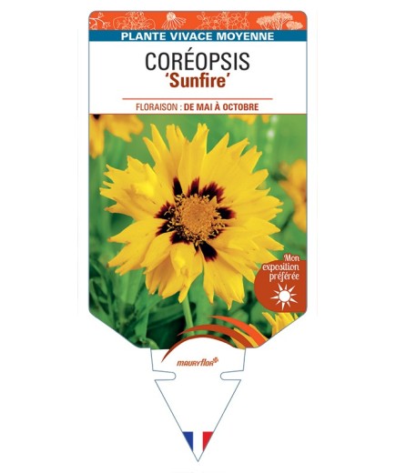 COREOPSIS (grandiflora) Sunfire