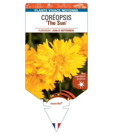 COREOPSIS (grandiflora) The Sun
