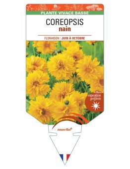 COREOPSIS (lanceolata jaune) nain