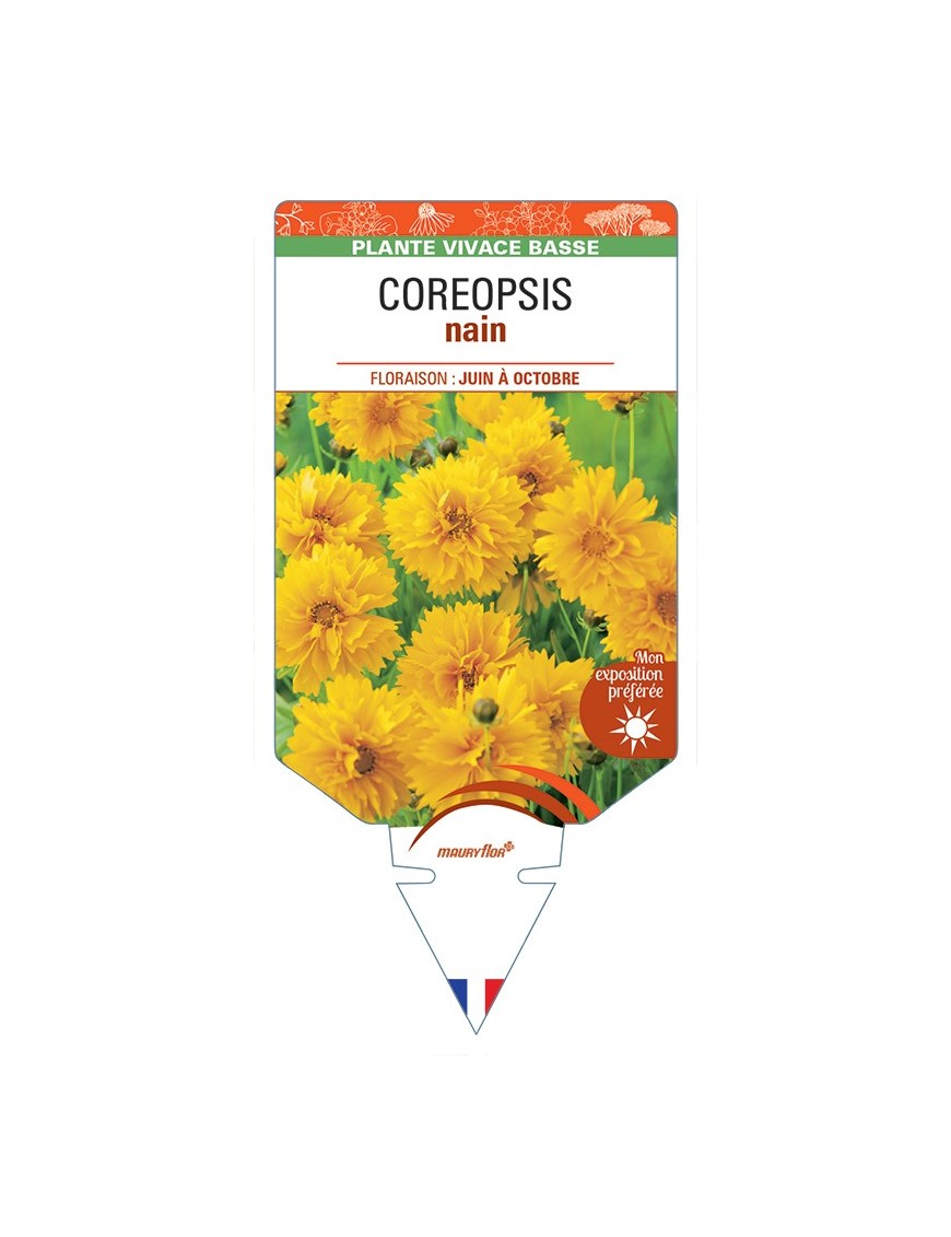 COREOPSIS (lanceolata jaune) nain